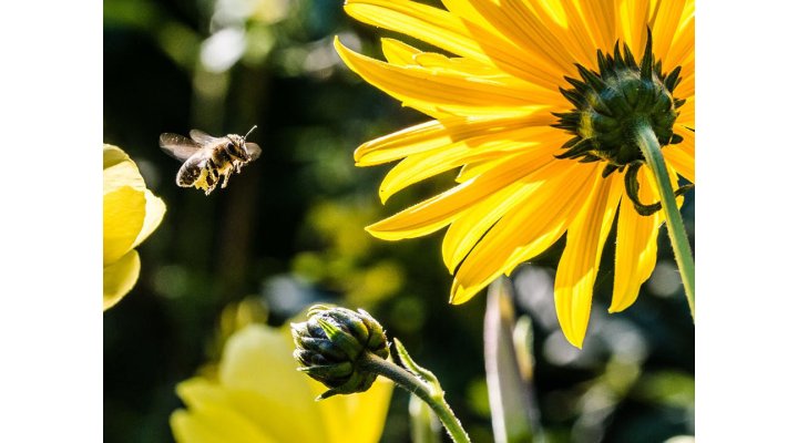 Arriva la primavera e iniziano le allergie. I nostri consigli per prevenire le reazioni allergiche ai pollini