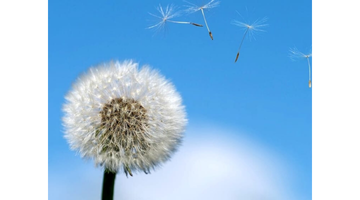 Allergie da pollini: tutto quello che devi sapere