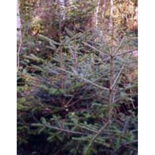 MSA ABIES PECTINATA 50ML