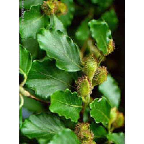MSA FAGUS SYLVATICA 50ML