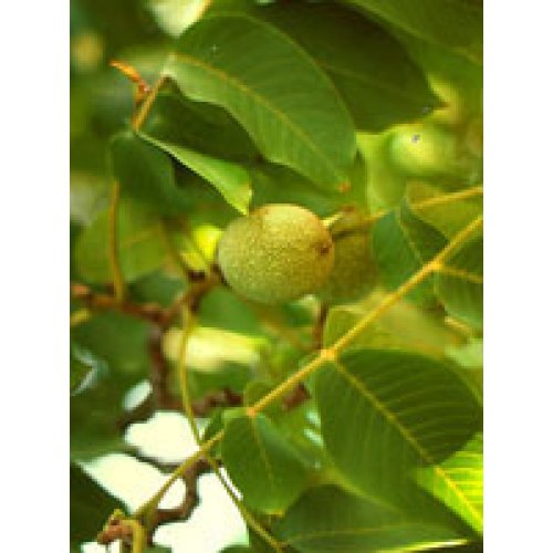 MSA PRUNUS AMYGDALUS 50ML